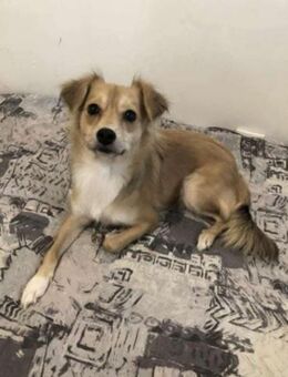 ALEXA - geb. ca. 10/2023 - 35cm/7kg - Schönaich