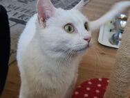Blanqui weiße Katze verspielt,lieb - Benediktbeuern