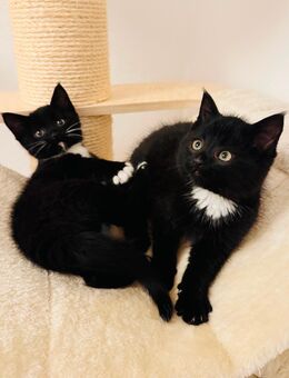 Zwei Kitten-Schwestern suchen gemeinsam ihr Für-immer-Zuhause - Marne Zentrum