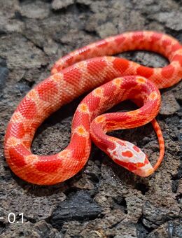 Fire, Blood Tessera - Schwelm
