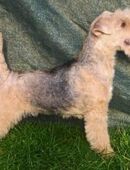 Lakeland Terrier Welpen abzugeben! in 06308