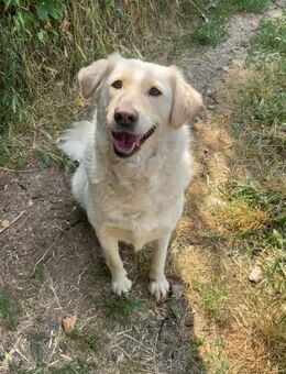 Ella eine treue Seele von Hund - Berlin