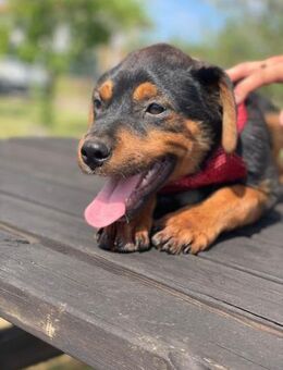 William 💙befreit aus schlechter Haltung - Herxheim (Landau)
