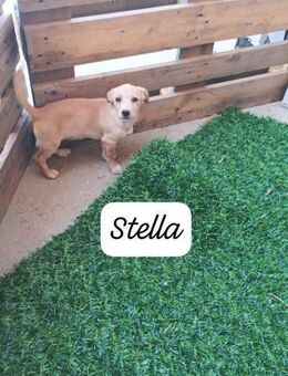 Stella 🩷🩷🩷 kleine Zuckerschnute - Bad Karlshafen
