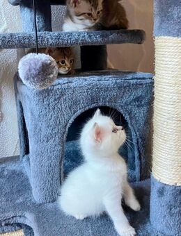 Katzenbaby BKH weiß Regdoll - Oberrot