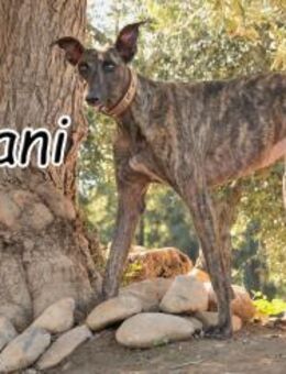 Nani wartet hier auf dich❤️ - Essingen (Rheinland-Pfalz)