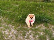 Pomeranian zwergspitz boo - Hörstel