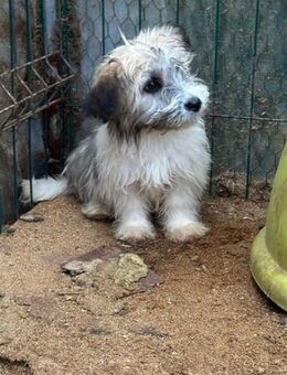 🐶 Kleiner Welpe Kokkie 💛 - Eislingen (Fils)