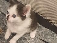 Katze Baby weiblich sucht neue Zuhause - Dornstadt