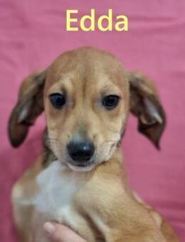 Edda verspielt u. sozial 09/25 ESP - Ruppertsecken