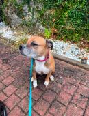 Dringend ein neues Zuhause gesucht :Bulldogge Dame in 72510