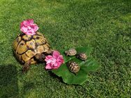 Griechische Landschildkröten an Schildkrötenliebhaber abzugeben! - Kirchroth