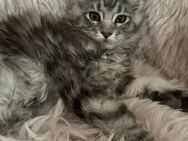 Don...reinrassiges Main Coon Kitten mit Stammbaum - Bottrop Zentrum