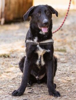 Charming♥Dundo♥ groß,lieb,auch zu Katzen - Hamburg