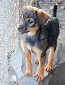 ALEXIS - freundlicher Bub sucht Familie - Erfurt