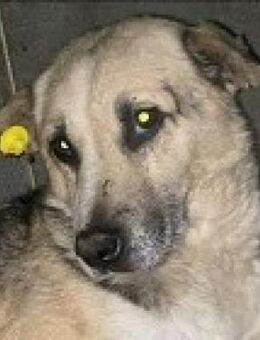 Der alte - LINUS - durfte nie....... - Kempen