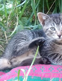 Pünktchen, Maincoon Russisch-blau, 13 Wochen - Hamburg Hamburg-Nord
