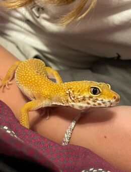 Leopardgecko Weilchen - Liederbach (Taunus)