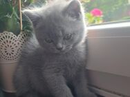 Reinrassige BKH Kitten in liebevolle Hände abzugeben! - Remscheid