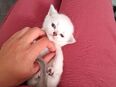 Britisch Kurzhaar Baby Katzen in 90443