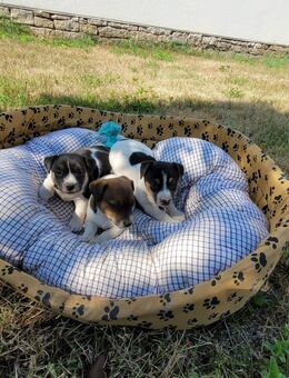 Verkaufe süße kleine Jack Russel Terrier Welpen. - Urleben