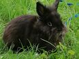 Zahmes Löwenkopfkaninchen Rambo sucht liebevolles Zuhause in 59063