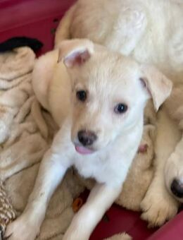 Prinzessin Stella - Alfdorf