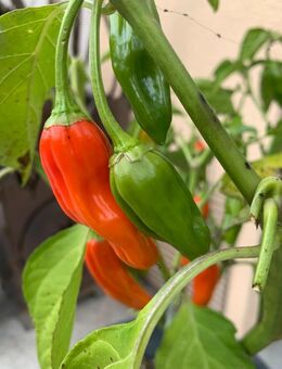 Chilli und Paprika aus eigenem Hobbygarten - Wilhermsdorf