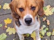 Beagle Kurt sucht Zuhause - Kallmünz