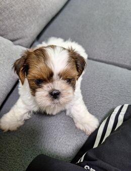 Ein Shih Tzu Welpe Rüde sucht noch ein zuhause - Berlin Lichtenberg
