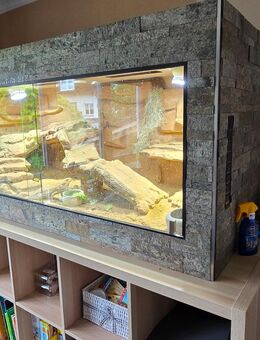 Bartagame und Terrarium abzugeben - Dillingen (Saar)