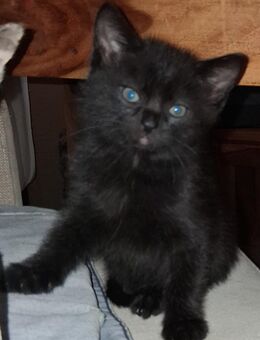 Katzenbaby's abzugeben - Schwetzingen