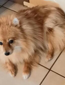 Kessy in 27478 Cuxhaven # - Wolfhagen