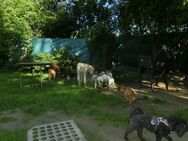 Hundekindergarten Frankfurt-Eckenheim - Frankfurt (Main)