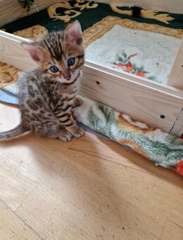 Bengal Kitten - Essen