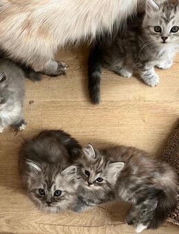 BLH Britisch Langhaar Mix Kitten blue und tricolor - Rothenburg (Tauber)