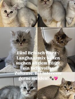 ✨ Zauberhafte Britisch Kurz- & Langhaar Mix Kitten ab dem 20.09. in liebevolle Hände abzugeben ✨ - Schwäbisch Hall