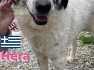 Hera 09/23 -Schönheit sucht - Heppenheim (Bergstraße)