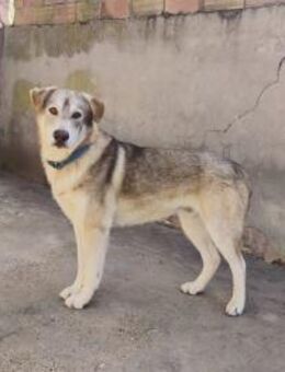 Niemand gibt Geronimo eine Chance - Berlin