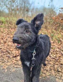 Kimmi - kinderlieb&katzenverträglich - Löwenberger Land