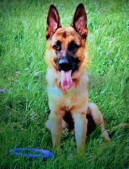Deutscher Schäferhund Rüde - Eppenbrunn