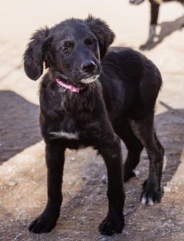 Mila 💗 so süßes + lebensfrohes Mädchen! - Hamburg