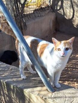 Sanfter Kater Pepe - Karlsruhe