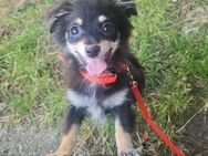 Pomchi 4 Monate Rüde - Essen