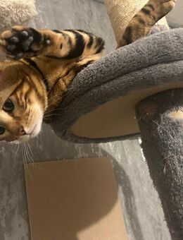 Simba erfahrener Deckkater - Herford (Hansestadt)