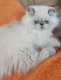 Perser-Colourpoint Kater - Lambrecht (Pfalz)