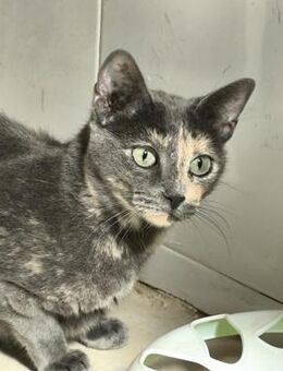 Schönheit Estrella sucht DICH - Walluf