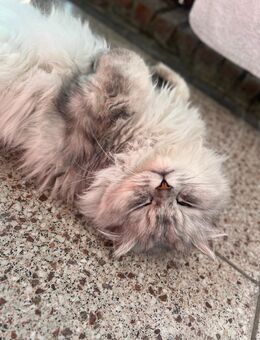 Perser Kater Silver Shaded 4 Jahre alt Kastriert - Bottrop