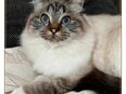 Heilige Birma Katze Selly aus Köln sucht neues Zuhause in 51147