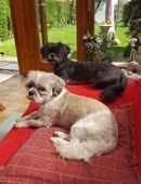 zwei gesunde, erfahrene SHIH-TZU DECKRÜDEN, schwarz und tricolor, Havaneser, Malteser, Pudel, Bolonka, Pomeranian, Terrier, Pekinese o. ä. in 52355